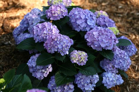 Hydrangea macrophylla Let's Dance® Blue Jangles® - Milaegers