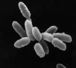 8.14D: Nonthermophilic Crenarchaeota - Biology LibreTexts