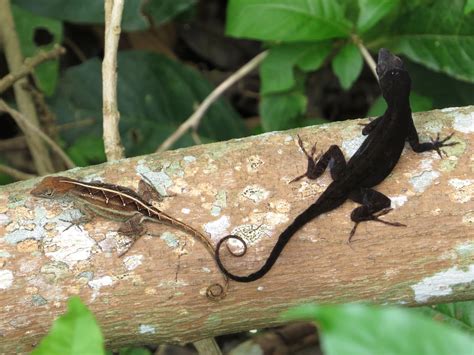 Another Milestone – Anolis lizards of Cuba