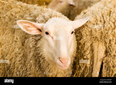 A female sheep Stock Photo - Alamy