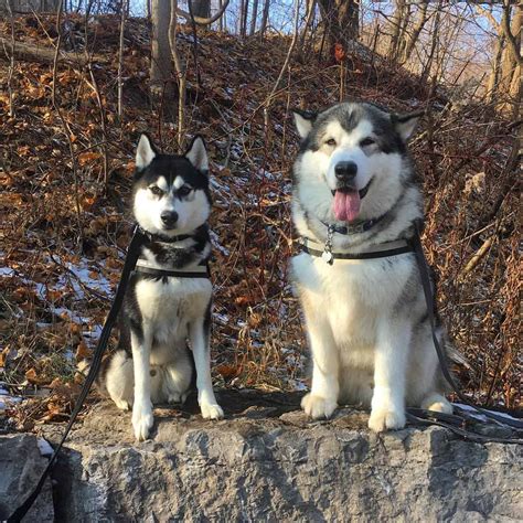 Malamute vs Siberian and Alaskan Husky: What's the Difference? - K9 Web