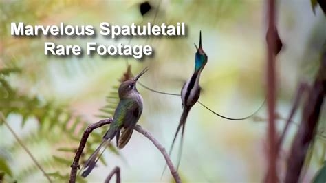 Rare Hummingbird Footage: Marvelous Spatuletail Mating Dance - YouTube