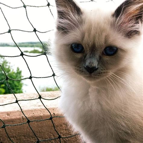 Birman Cat Breeds Profile and Characteristics - Cats In Care