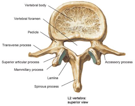 Illustration of lumbar vertebrae showing vertebral body, pedicles ...