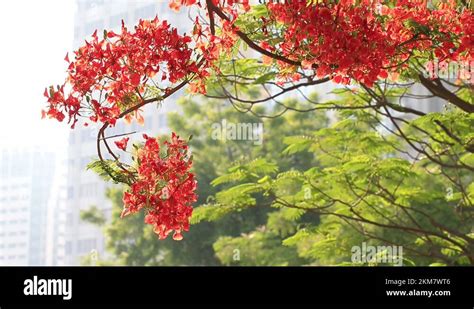 Royal Poinciana tree, Delonix regia, flame tree blossoming in Abu Dhabi ...