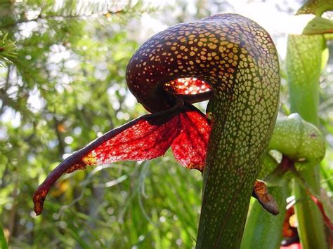 Cobra Lily (Darlingtonia californica) - Carnivorous Plant Resource