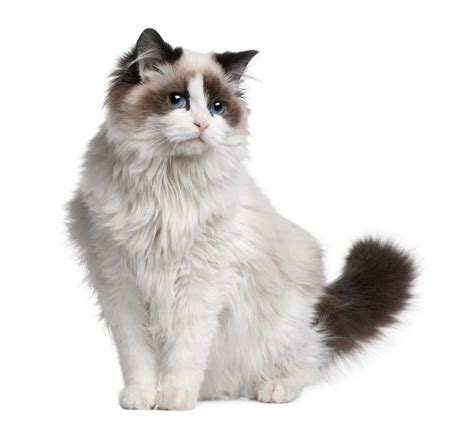 Ragdoll Cat Breed: Everything You Need To Know [2020]