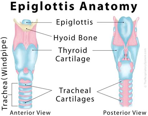 Epiglottis Anatomy Diagram