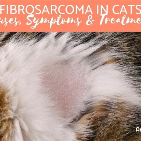 fibrosarcoma in cats treatment - Important Person Ejournal Photo Exhibition