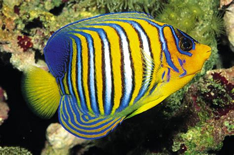 Royal angelfish or Regal angelfish - medium Size - Bluegrassaquatics.com