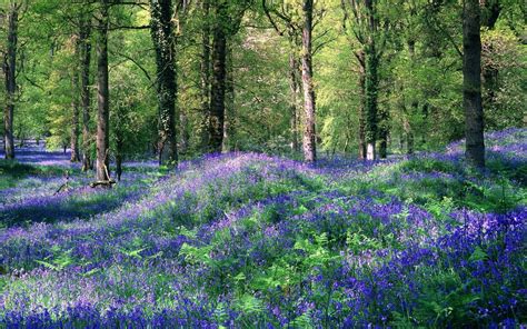 Bluebells growing in the Forest of Dean, Gloucestershire, England ...