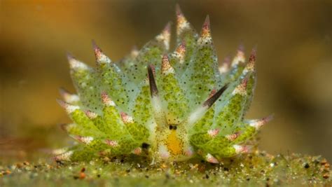 ‘Leaf Sheep’ Sea Slugs Are Animals Using Photosynthesis and Also Pokémon