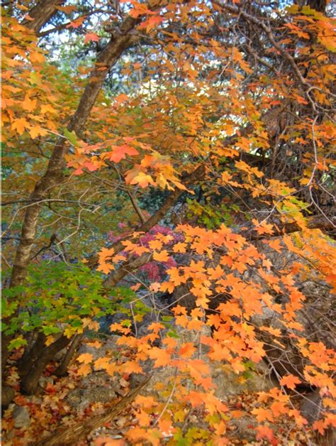 Bigtooth maple – Acer grandidentatum – West Texas Urban Forestry Council