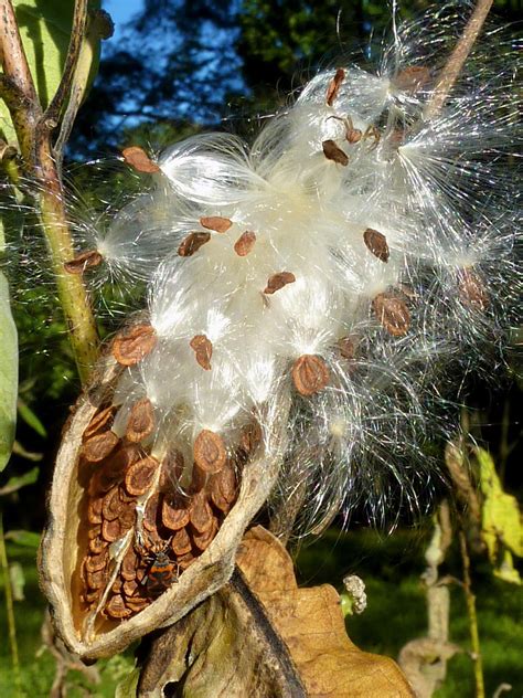 Ode to Milkweed: Seemingly Everywhere, Yet Overlooked - The New York Times