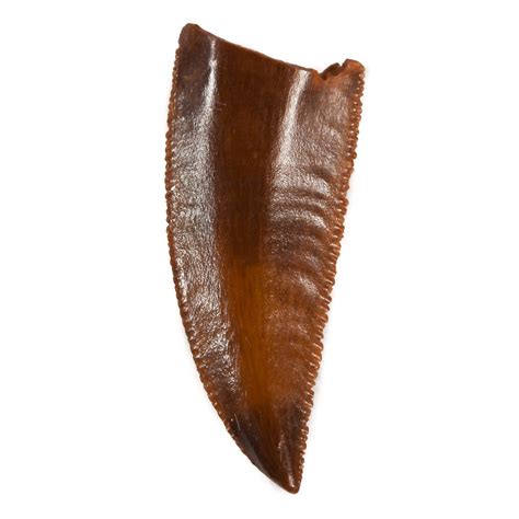 Raptor Tooth - Jurassic Jacks Fossil Shack