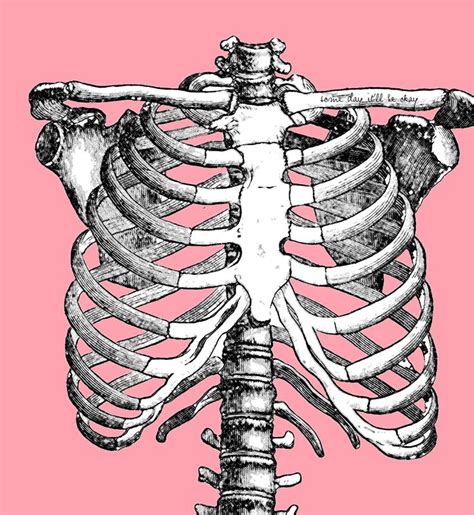 Rib cage drawing, Spine drawing, Human rib cage