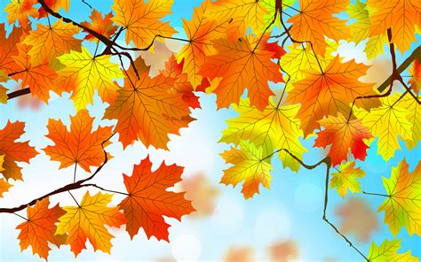 Autumn Leaves HD, HD Nature, 4k Wallpapers, Images, Backgrounds, Photos ...