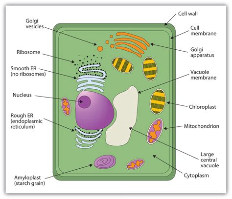 The Plant Cell Membrane - Control center of the cell, holds genetic ...