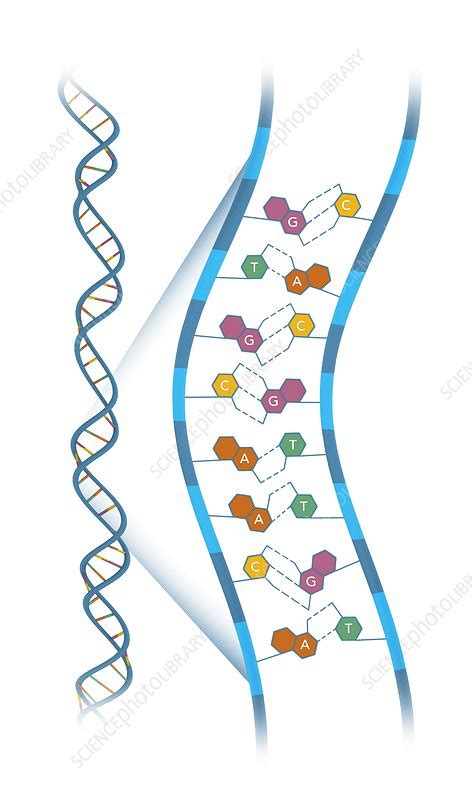 Base-pair structure of DNA, illustration - Stock Image - C046/9207 ...