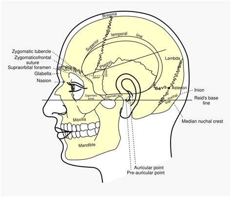 Asterion Skull, HD Png Download - kindpng