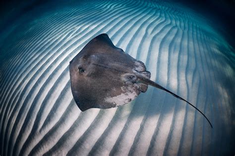 Stingray kills Singapore aquarium diver as barbed spine pierces his ...