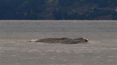 3 New Sightings Of Canada's Ogopogo Lake Monster in Past Month | Gaia