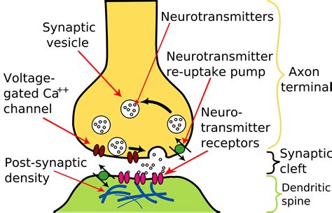 Microglia Maintenance of Neuron Synapses