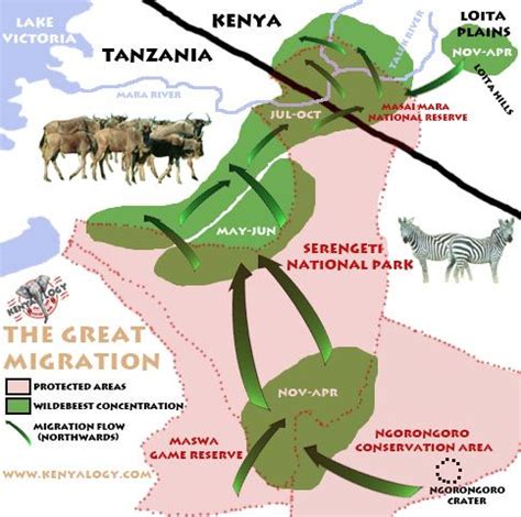 Serengeti Migration Map | domainecooncatsny