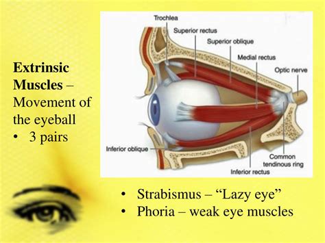 PPT - Learning Target: Human Eye Anatomy & Physiology PowerPoint ...