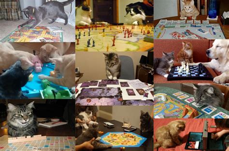 Cats Playing Board Games Quiz - By rae_cat