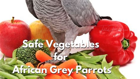 170 Africangrey Ideas African Grey Parrot, African Grey,, 52% OFF