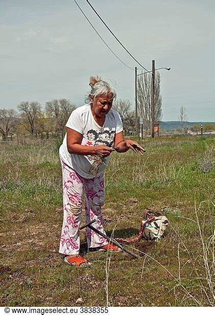 This photo is an elder Native American woman digging for camas Indian ...