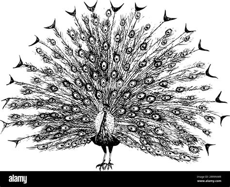 Vector peacock with open tail ink sketch black and white illustration ...