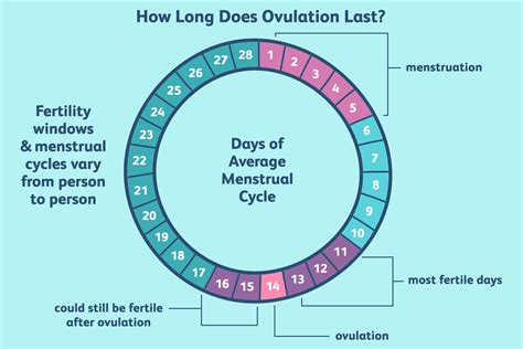 How Long Does Ovulation Last? Finding Your Fertile Days