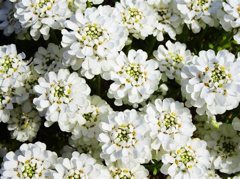 Candytuft Flower Meaning in the Language of Flowers - Petal Republic