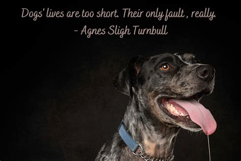 I Am A Pet Photographer And I Added Famous Quotes To My Dog Pictures ...