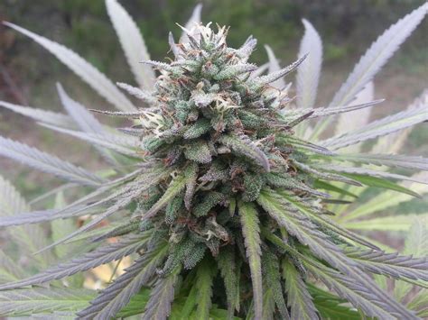 Northern Lights Seeds • Premium Seed Market