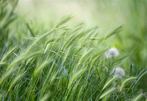 How to Grow and Care for Winter Rye Grass