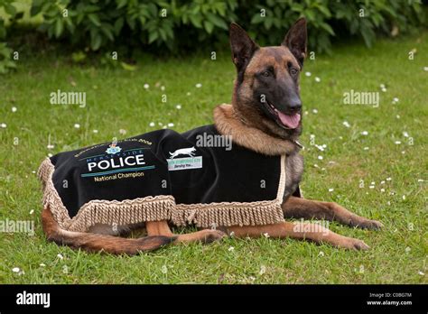 This Belgian Shepherd Dog (Malinois) is the Metropolitan Police Dog ...