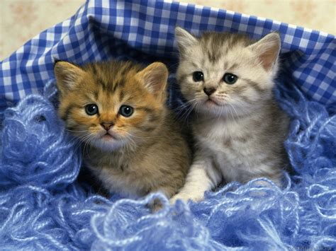 Two Cute Kittens wallpaper | animals | Wallpaper Better