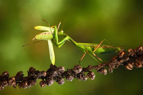 14 Things Praying Mantis Like To Eat Most (Diet, Care & Feeding Tips)