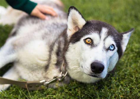 Siberian Husky Blue Eyes