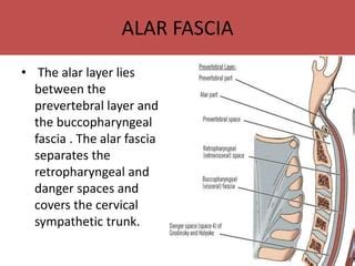 cervical fascia | PPT