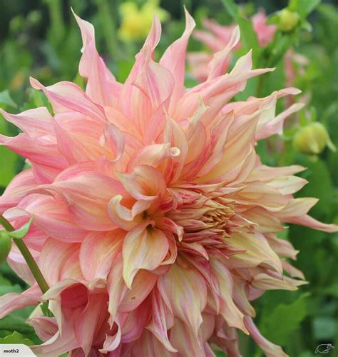 Dahlia Penhill Watermelon , dinnerplate | | Bulb flowers, Spring plants ...