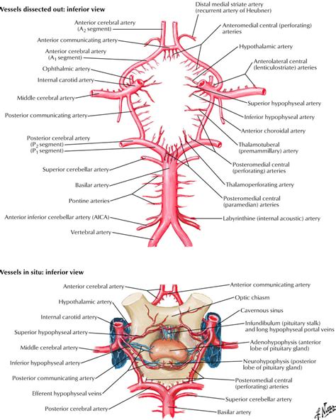 Arterial supply to brain:Circle of Willis configuration and common ...