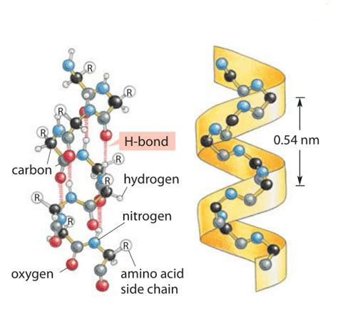 IIT JEE Proteins - JEE Alpha Helix Structure of Protein Study Material