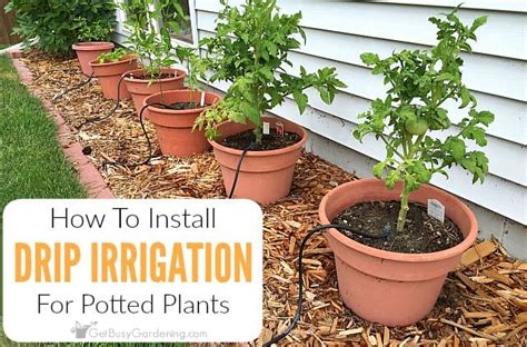 How To Install A DIY Drip Irrigation System For Potted Plants