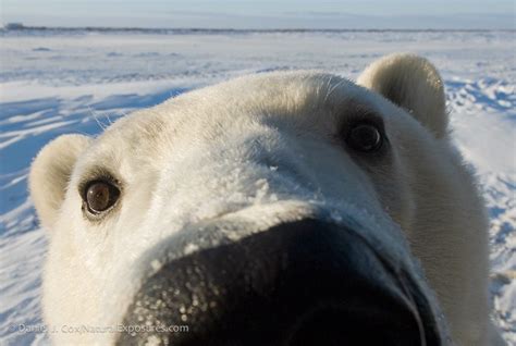 Polar Bear Conservation: Exploring the Arctic Through a Montana Lens ...