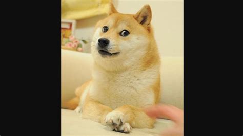 The Shiba Inu dog from the doge meme turns 16, celebration post goes ...