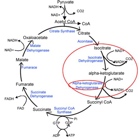 Krebs Cycle Diagram With Enzymes